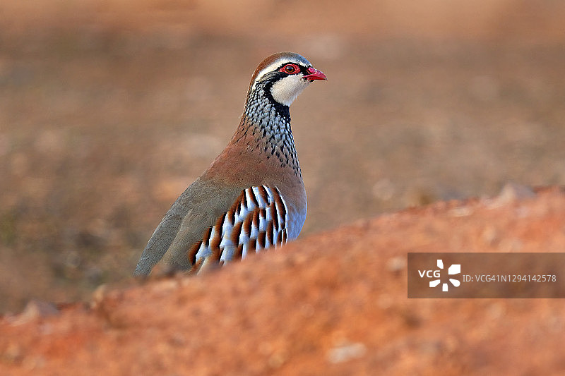 欧洲西班牙碎石路上的红腿石鸡图片素材