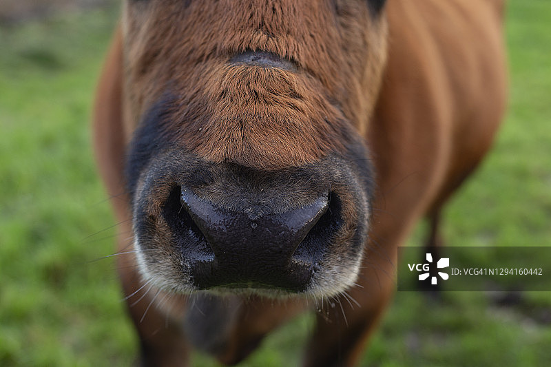 奶牛特写图片素材
