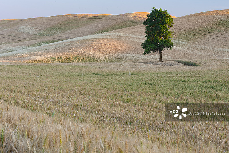 麦田中的孤树图片素材