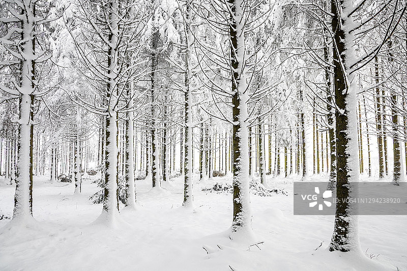积雪的针叶林图片素材