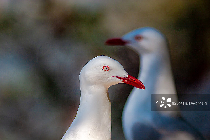 海鸥的活动瞬间图片素材