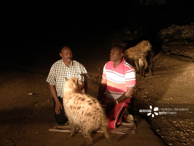 驯兽员帮助游客喂鬣狗图片素材