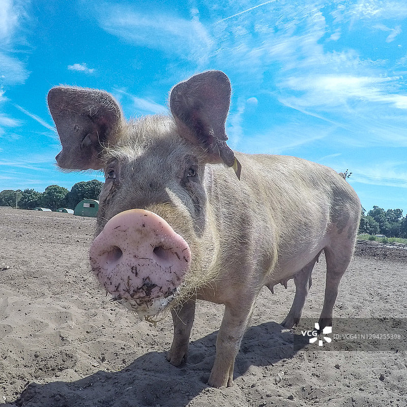 猪小姐图片素材