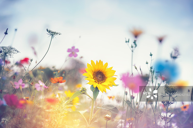 夏天的草地图片素材