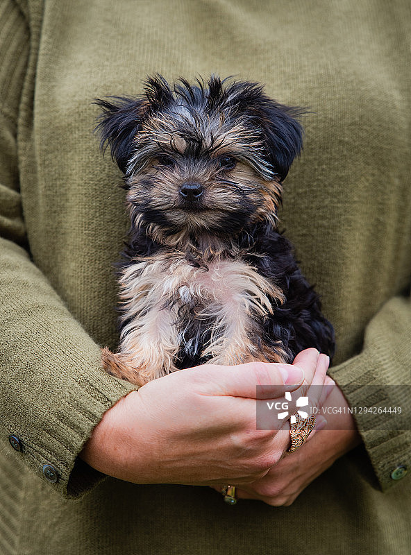 女人抱着可爱的小morkie犬的特写图片素材