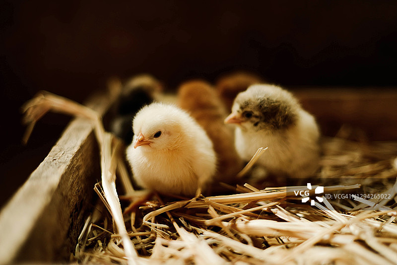 室内小鸡特写图片素材