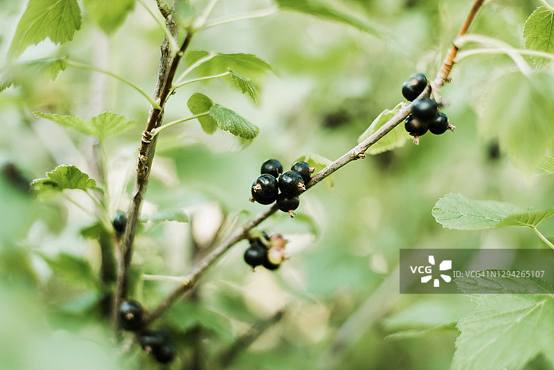 新鲜黑加仑特写图片素材