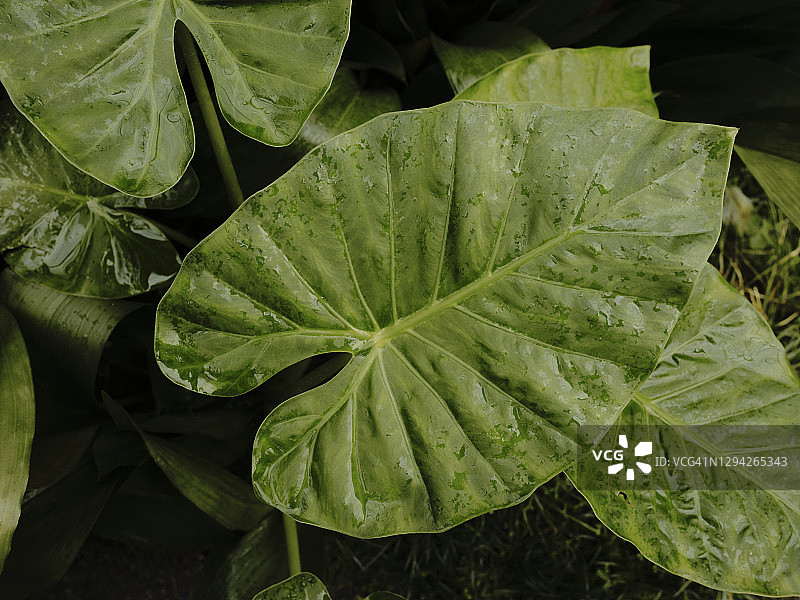 植物园中的巨型芋头叶图片素材