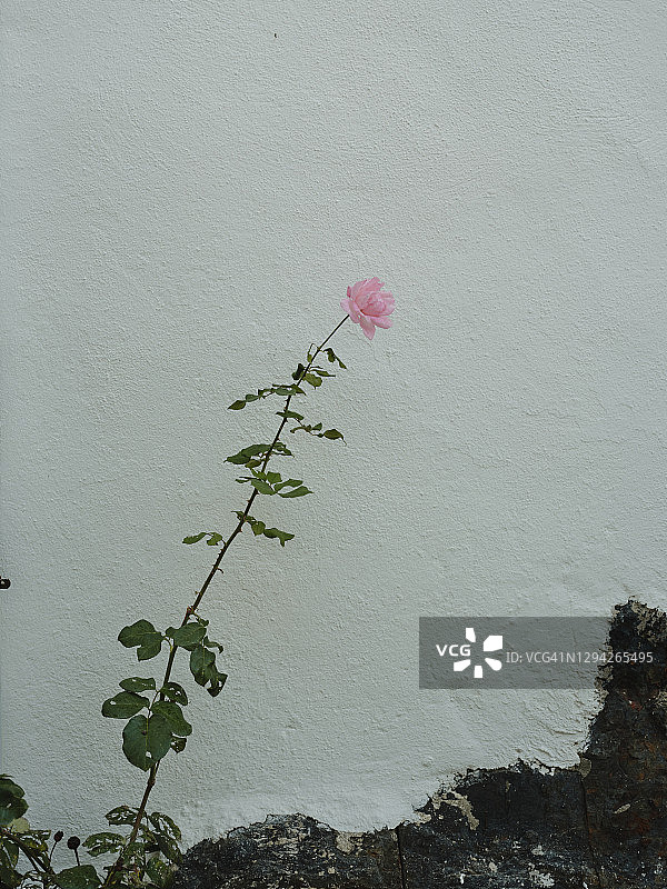 粉色玫瑰与白色墙面图片素材