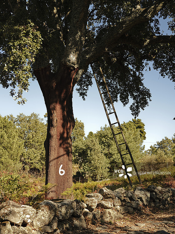 葡萄牙栓皮栎树上的梯子图片素材