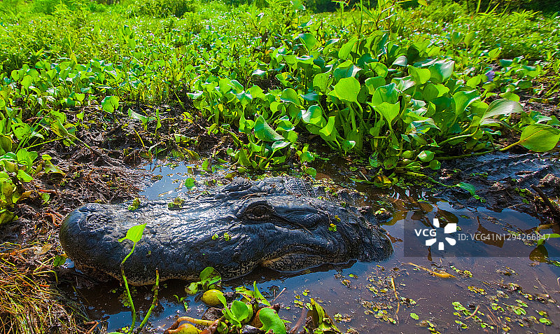 路易斯安那州Alligator河口的德国人村图片素材