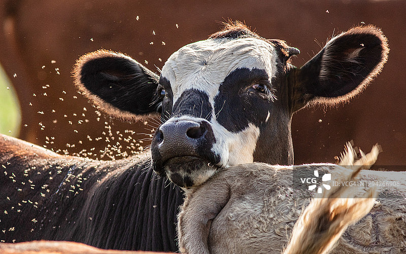 堪萨斯州牧场上的牛图片素材