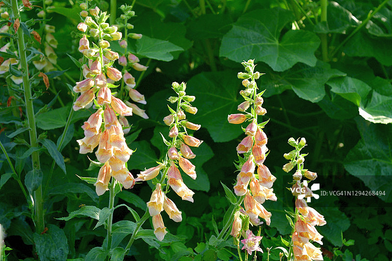 毛地黄花图片素材