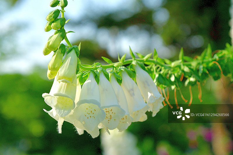 毛地黄花图片素材