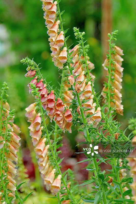 毛地黄花图片素材