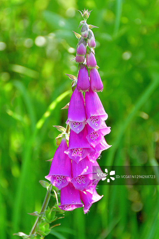 毛地黄花图片素材