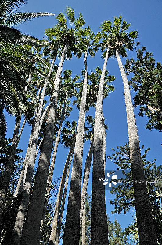 野生棕榈树图片素材