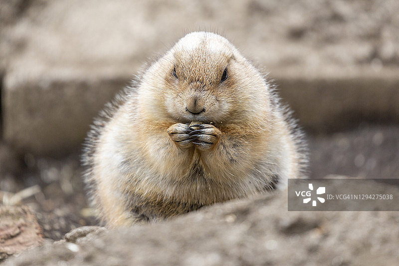 黑尾草原犬鼠图片素材