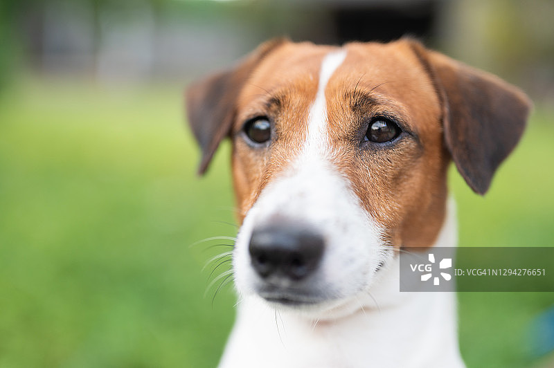 小杰克罗素犬看着主人的脸部特写图片素材