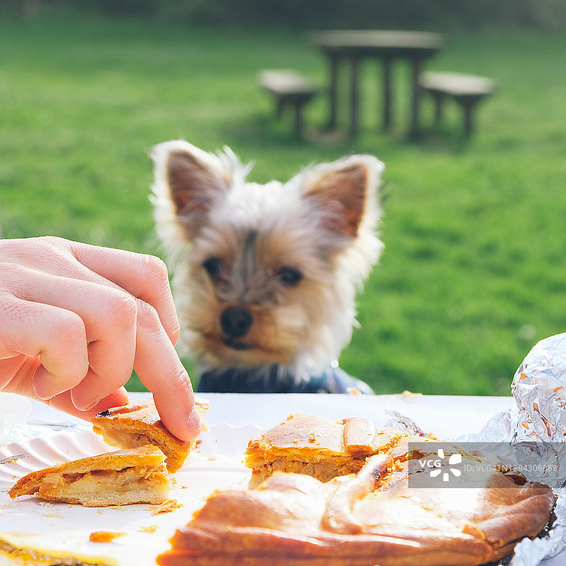 小狗看着男人手拿一块馅饼图片素材