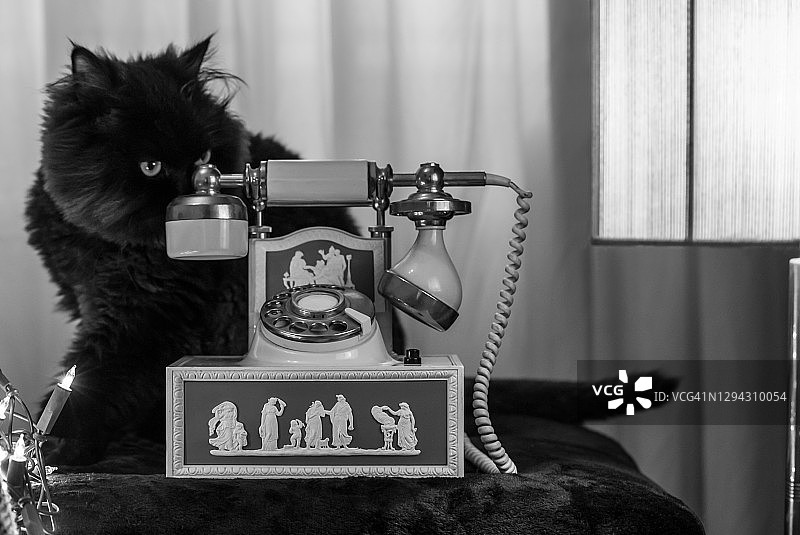 古董电话和黑猫图片素材