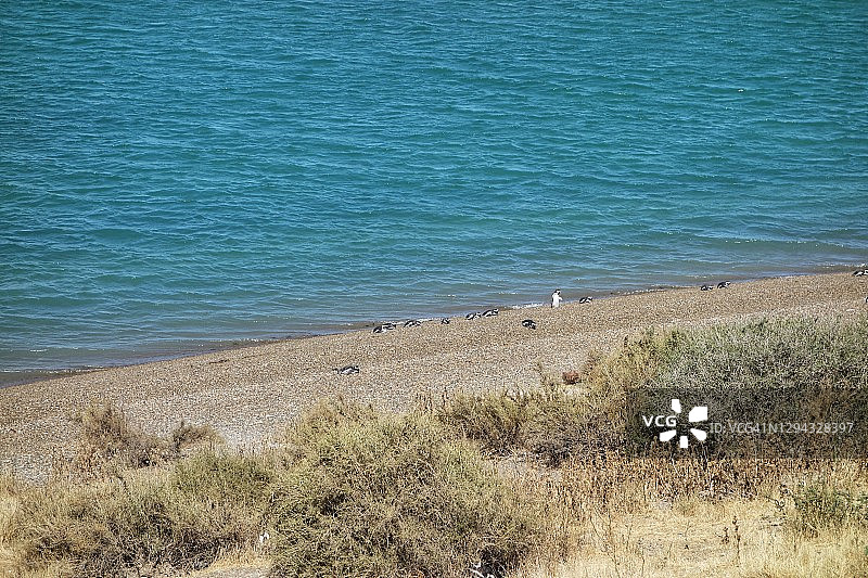 瓦尔德斯半岛海滩企鹅的远景图片素材