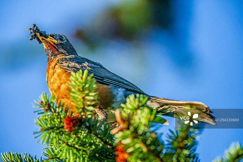 不列颠哥伦比亚省温哥华岛的鸟类图片素材