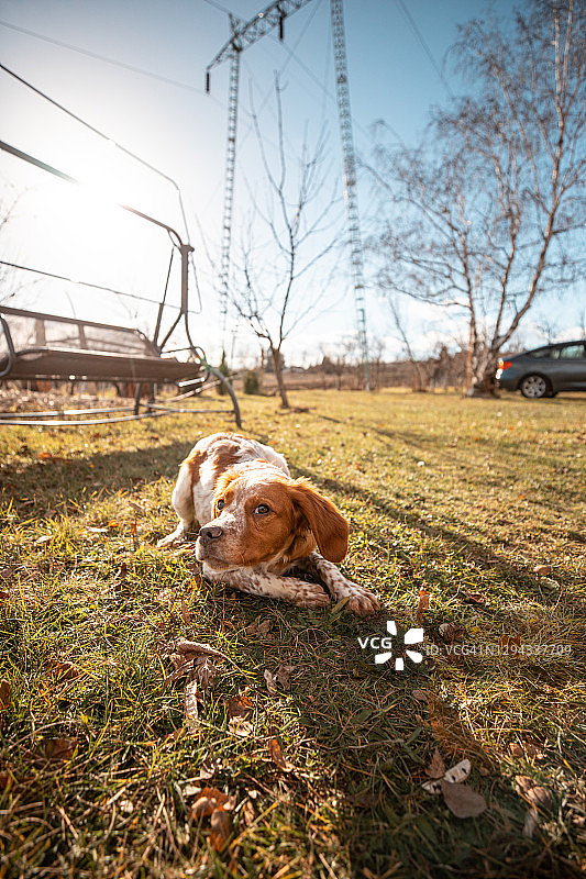 可爱的狗躺在后院里的草地上在阳光明媚的一天图片素材