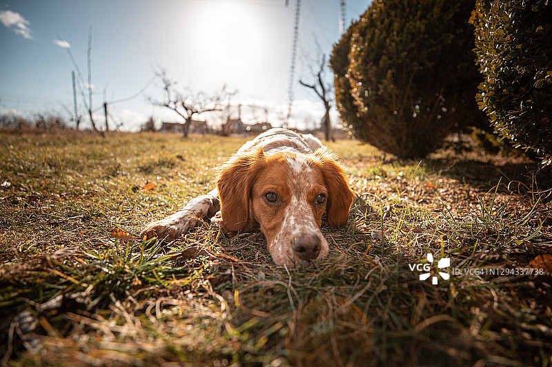 晴天里躺在后院草地上的可爱狗狗特写图片素材
