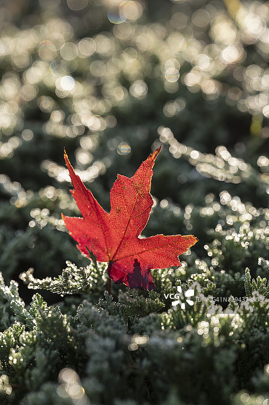 草地上的落下的枫叶图片素材