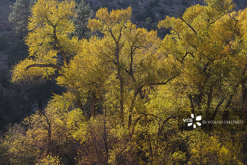 美国新墨西哥州，班德利尔国家纪念碑，班德利尔国家纪念碑中的棉白杨树图片素材