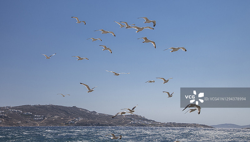 希腊米科诺斯岛海鸥飞过海面图片素材