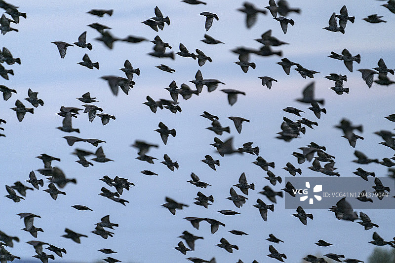 美国爱达荷州贝拉维尤飞行中的鸟群图片素材
