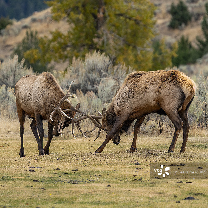 美国怀俄明州黄石国家公园，麋鹿争夺统治权图片素材