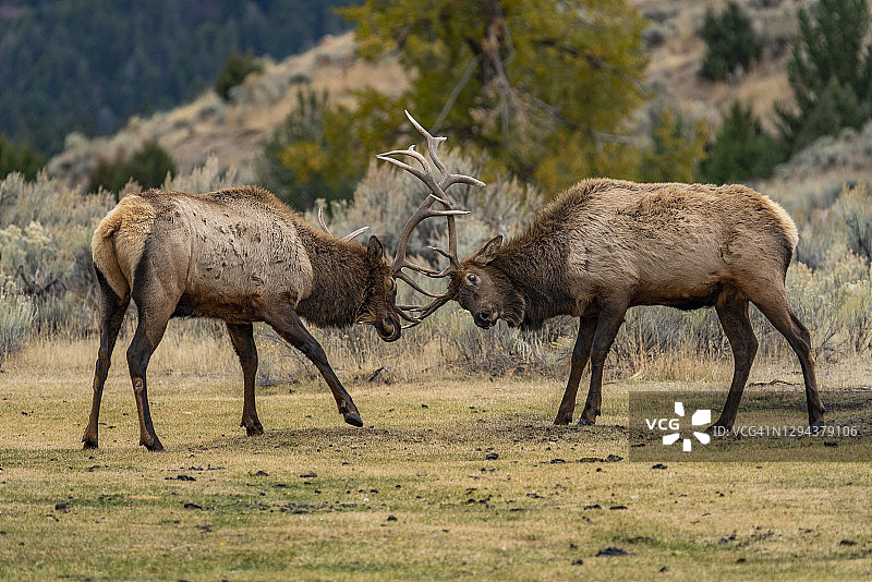 美国怀俄明州黄石国家公园，麋鹿争夺统治权图片素材