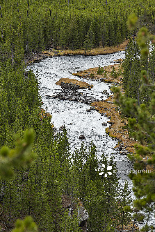 美国怀俄明州黄石国家公园吉本河森林图片素材