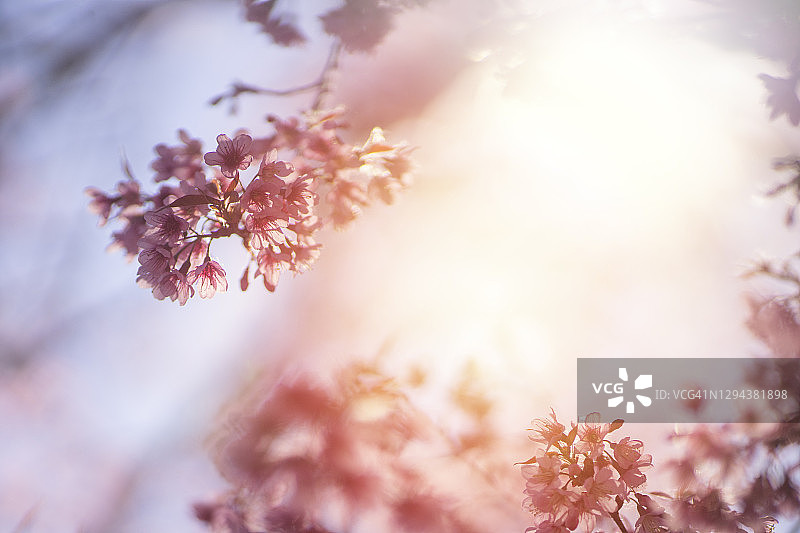 日本樱花（Prunus serrulata）特写，粉色背景图片素材