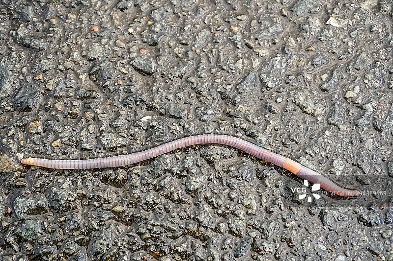 沥青路面上的蚯蚓特写图片素材