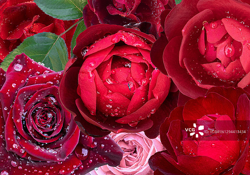 盛开的玫瑰花图片素材