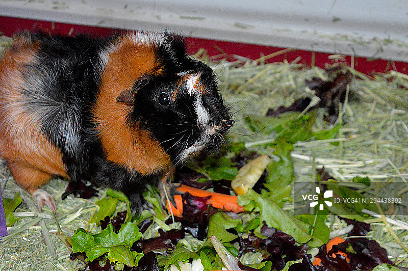 阿比西尼亚豚鼠图片素材