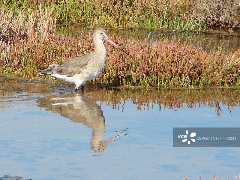 黑尾塍鹬图片素材