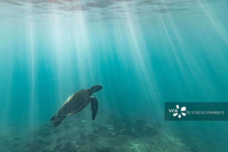 海龟游向海面光束图片素材