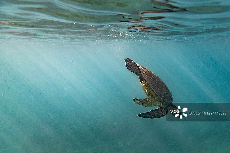 夏威夷海面海龟潜水图片素材