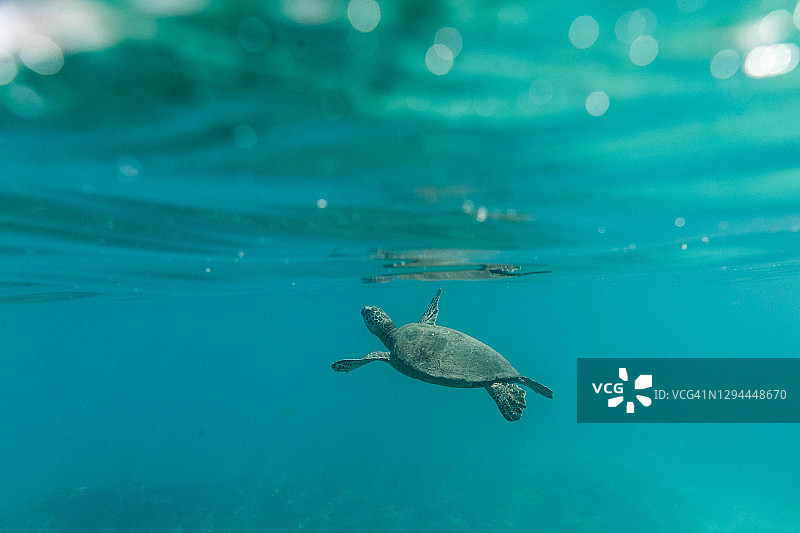 瓦胡岛海域漂浮的海龟图片素材