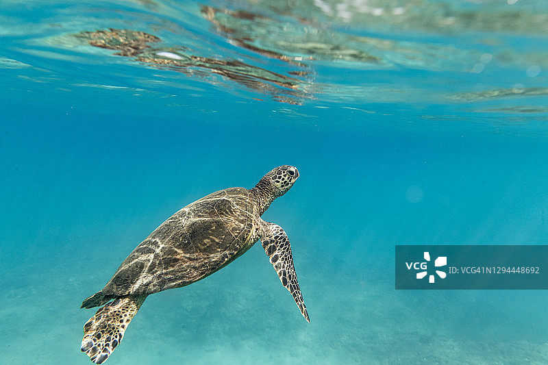 海龟游向夏威夷清澈的蓝色海面图片素材