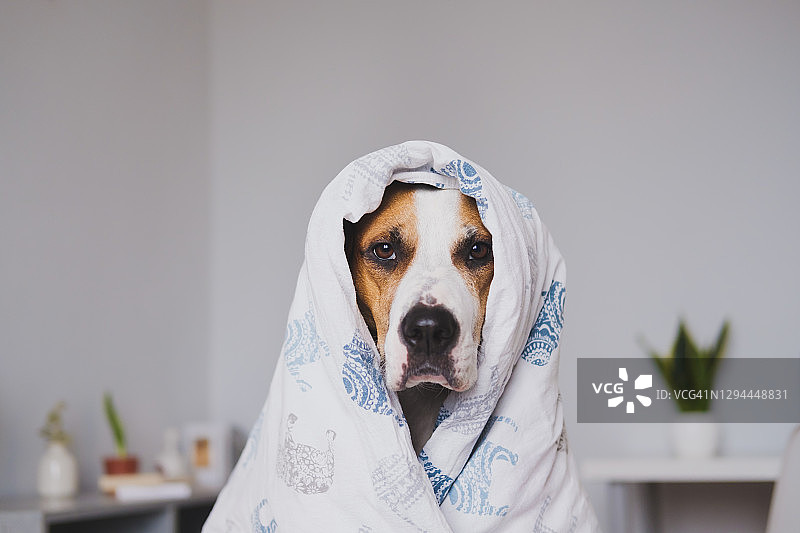 卧室里裹着毯子的可爱斯塔福郡犬图片素材