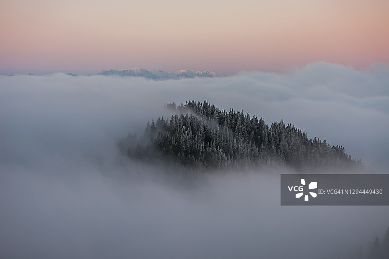 日出时分，雾气缭绕的松树林，远山为背景图片素材