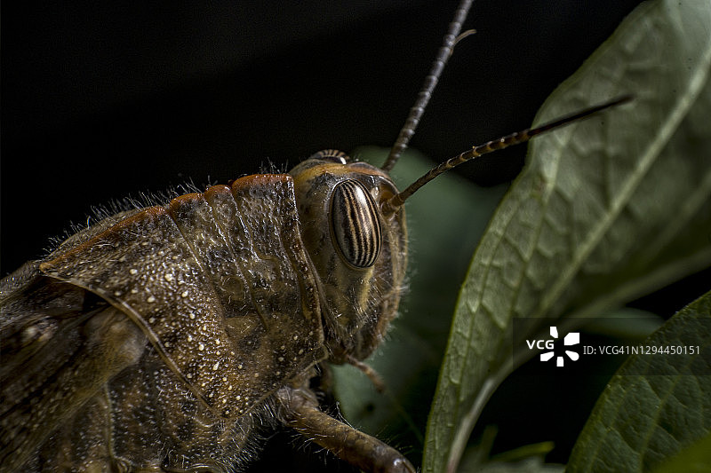 埃及蝗虫若虫在树叶上的侧面头部特写图片素材