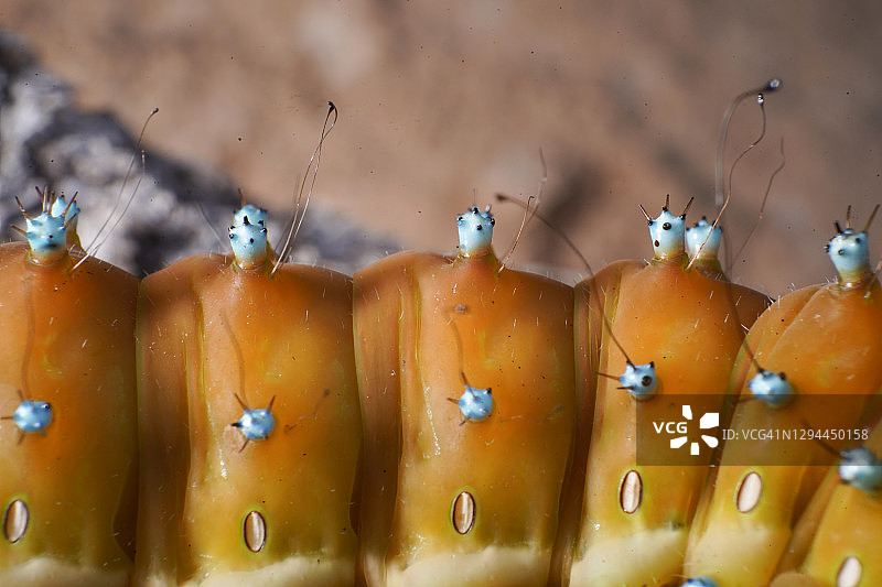 巨型孔雀蛾毛毛虫的细节，宏观之美图片素材