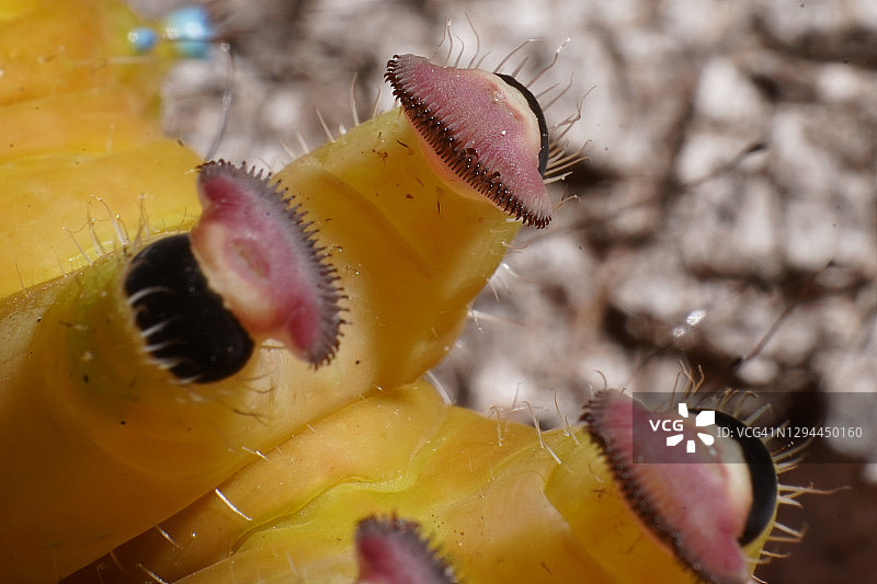 巨型孔雀蛾毛虫身体微距图片素材